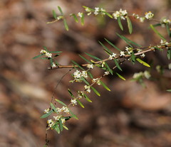 Pimelea axiflora
