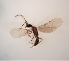 Pseudisobrachium beggsae