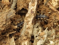 Chondromorpha xanthotricha