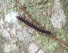 Chondromorpha xanthotricha