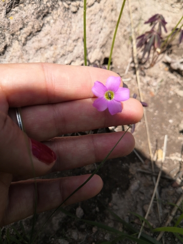 tenleaf woodsorrel (Oxalis decaphylla)