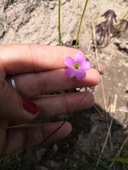 Oxalis decaphylla