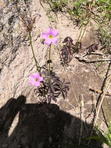 Oxalis decaphylla, photograph 2