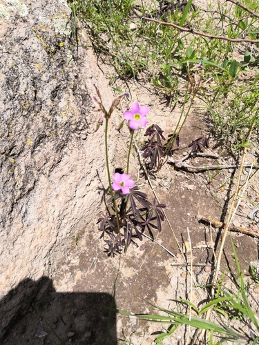 Oxalis decaphylla, photograph 3