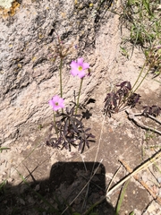 (c) Norma Piedra, some rights reserved (CC BY) Oxalis decaphylla, photograph (c) Norma Piedra, some rights reserved (CC BY)