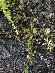 Coprosma ernodeoides