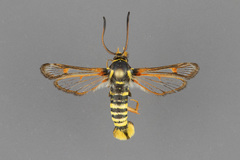 Carmenta mimuli