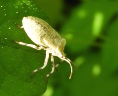 Hypselonotini