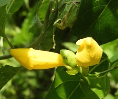 Adenocalymma inundatum