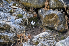 Colchicum troodi