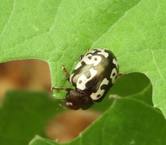 Calligrapha intermedia