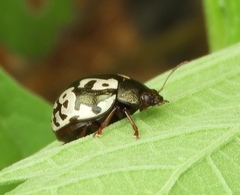 Calligrapha intermedia