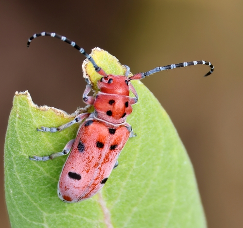 Red-femured Milkweed Borer photo 6