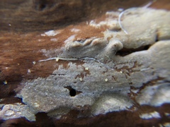 Peniophorella pubera