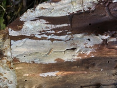 Peniophorella pubera