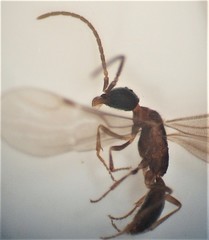 Pseudisobrachium beggsae