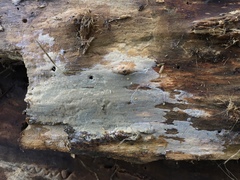 Peniophorella pubera