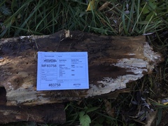 Peniophorella pubera