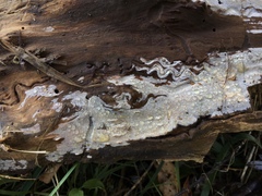 Peniophorella pubera