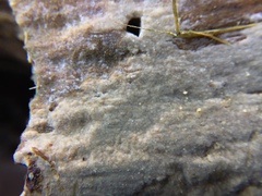 Peniophorella pubera