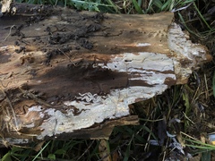 Peniophorella pubera