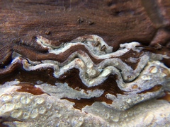 Peniophorella pubera