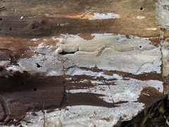 Peniophorella pubera