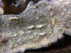 Peniophorella pubera