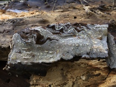 Peniophorella pubera