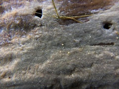 Peniophorella pubera