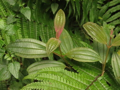Miconia cataractae