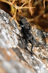 Ptyodactylus puiseuxi