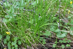 Carex tenuiflora