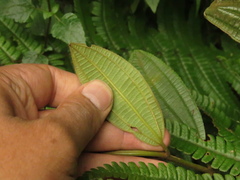 Miconia cataractae