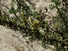 Artemisia campestris maritima