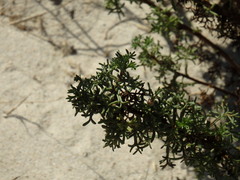 Artemisia campestris maritima