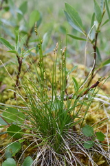 Carex williamsii