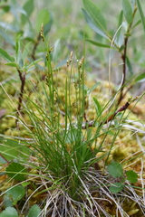 Carex williamsii