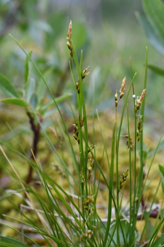 Williams' sedge (Carex williamsii)