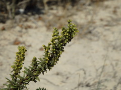 Artemisia campestris maritima