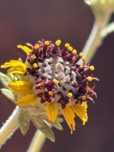 Purpledisk Dwarf Sunflower (Helianthella microcephala)