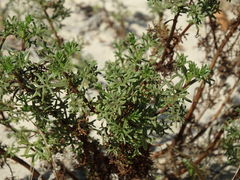 Artemisia campestris maritima
