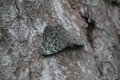 Hamadryas atlantis lelaps