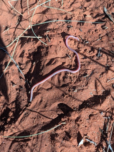 Northern Blind Snake