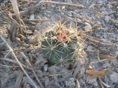 Ancistrocactus pinkavanus