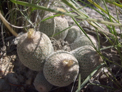 Epithelantha greggii