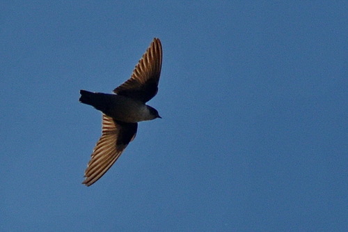 Eurasian Crag-Martin