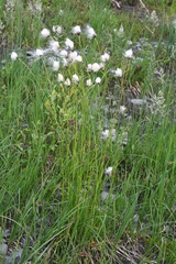 Eriophorum brachyantherum