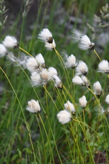 Eriophorum brachyantherum