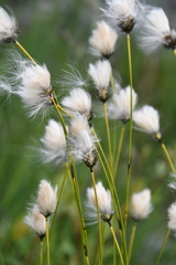 Eriophorum brachyantherum